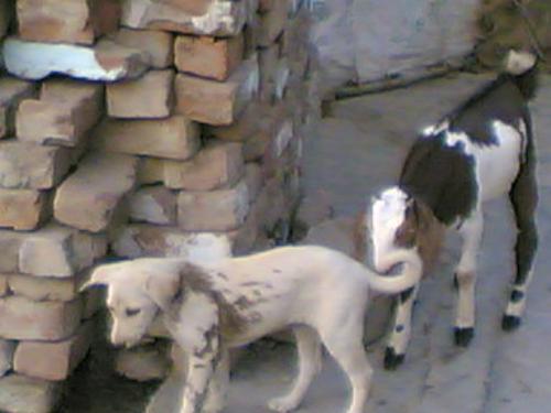 Watch dem Play - The pic. I took near my house . It shows a Goat's kid and a Pup enjoing demselves ..