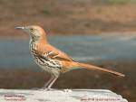 bird1 - bird1