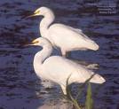 bird10 - bird10