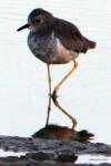 bird11 - bird11