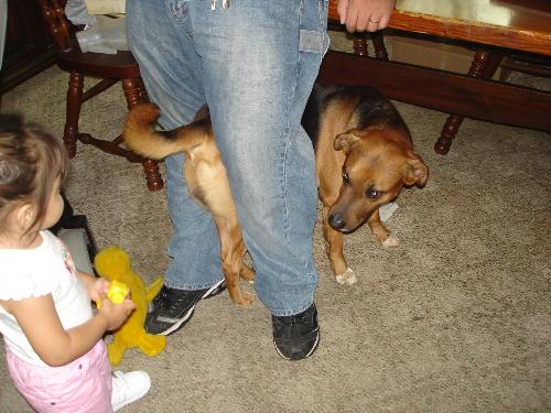Hamilton Hound? or Begal? - He does have white under on his chest. He's 8, going on 9. Hamilton Hound? or Begal? - He does have white under on his chest. He's 8, going on 9.