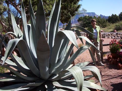 Cactus in Sedona, AZ - Cactus in Sedona, AZ.