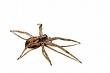 ~Arachnophobia~ - ~*~ ~Arachnophobia~ - ~*~