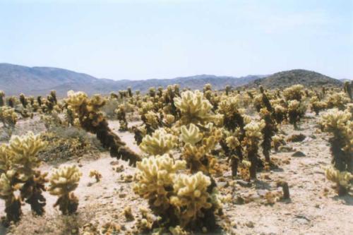 199  Cholla Cactus Garden - 199  Cholla Cactus Garden