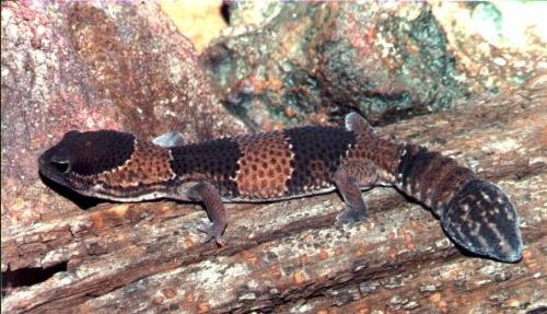 Fattail Gecko - Very friendly