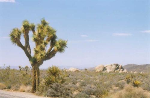 201  Joshua Tree NP - 201  Joshua Tree NP
