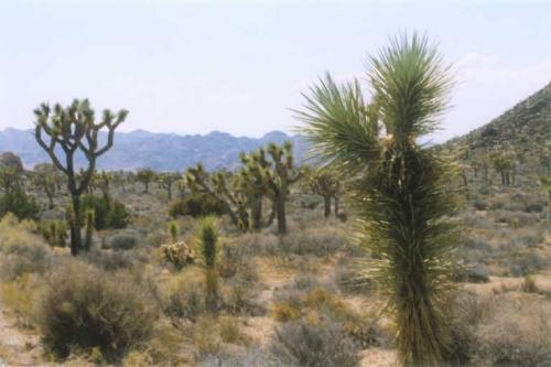 202  Joshua Tree NP - 202  Joshua Tree NP