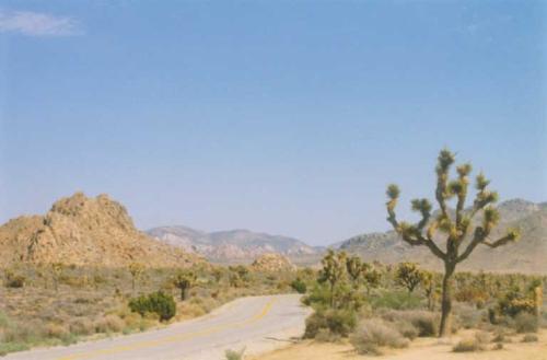 203  Joshua Tree NP - 203  Joshua Tree NP