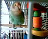 My Lovebird - Bird