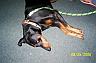 Nadia - My son's dog