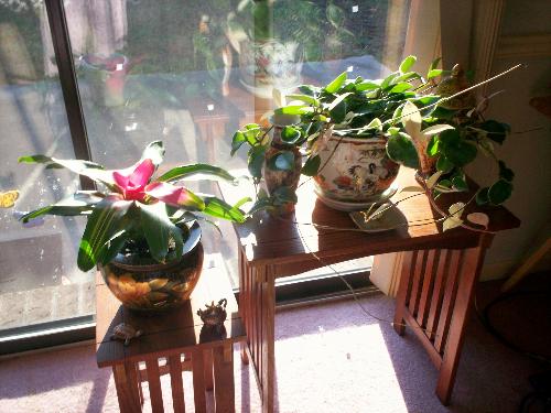 Bromeliad and Hoya Plants - Very Healthy