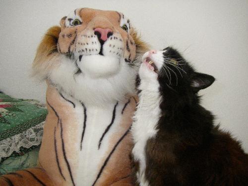 cats - Arthur is tougher than a lion