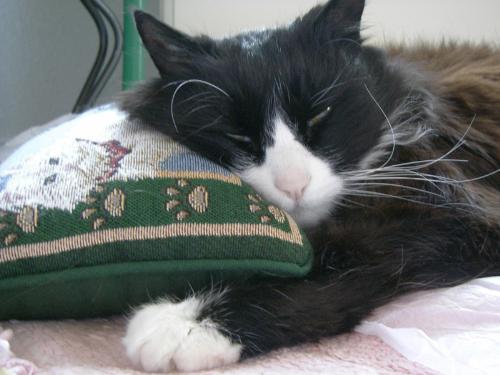 Cat pampered - Now here's a pampered Kitty...purrrrr!