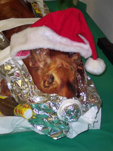 My Co-Workers Had A Potluck - Some people from work had a potluck in my department.  They brought a special surprise.