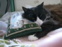 King Arthur the Cat - Jeanne's cat arthur on his pillow