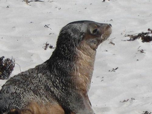 Sealion - This is a Sealion at Seal Bay, Kangaroo Island, south of Adelaide, Australia. It is the largest breeding herd in the world.
