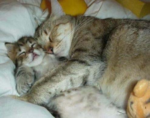 loving mom cat - This is resemble to human.a mom and a son.this picture shows how pure is a mother love to his little one.She is keeping him secure from intruders and any other harm. Mother's are really great being!