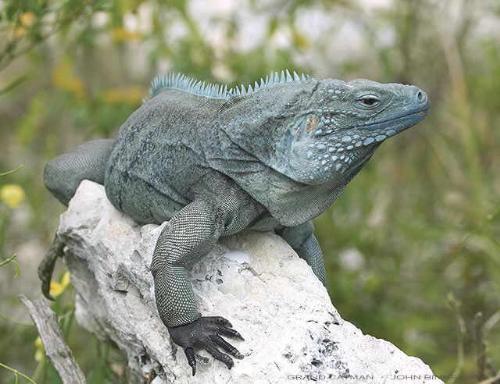 Blue Iguana - iguana