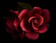 Red Rose - Red rose