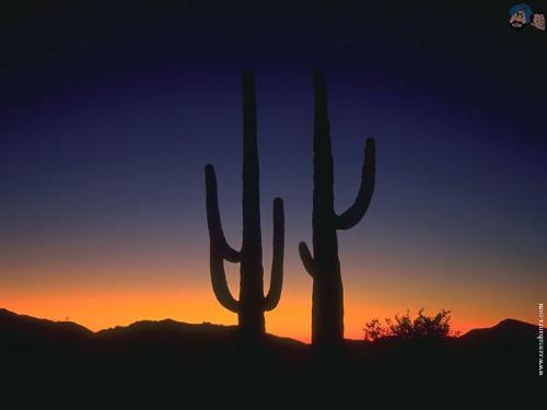 desert 11 - desert 11