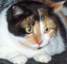 Brandy - 4 years old