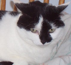 Effie - 8 yo