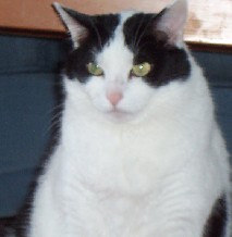 Juinour - 6 yo