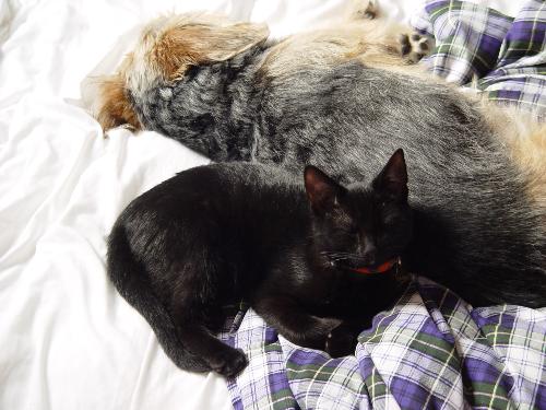 dog and cat - nice nap