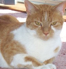 Simba - 6yo