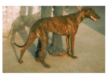Rampur Hound - The Exotic indian breed - The Rampur Hound is a rare and smooth-haired Sighthound from North India. It evolved in the fiefdom of Rampur, which lies between Delhi and Bareilly. The ruler of Rampur, Ahmed Ali Khan Bahadur, wanted to create a swift and fierce breed for the dangerous past-time of hunting wild boars, and so interbred good native dogs with foreign breeds like Tazis, Afghans, and English Greyhounds. The result of these intermixtures was the Rampur Hound.

The Rampur Hound is a tall, elegant dog, powerfully-built with a deep though not broad chest, a slim, high waist, and long, straight legs. The feet of the Rampur Hound are its most distinctive feature – they have long, arched, and webbed toes, with powerful claws. Such feet give the Rampur Hound a good, cat-like grip and facilitate its speed too. The tail, which is long, thin, and tapering, is carried low to the ground with an upward sweep towards its end.

The Rampur Hound has small, dark-rimmed eyes that are usually light-coloured, small, curved ears, and a broad head. The muzzle, another distictive feature, is long, narrow, and pointed. The jaws have a powerful grip. The coat comes in several colors – grey, brindle, fawn, brown, white, black, piebald, but black is the color usually preferred by the native breeders.

Rampur Hound males stand around 18-27 inches tall and weigh around 38-40 kg. The females stand around 15-25 inches tall and weigh around 36-38 kg.
