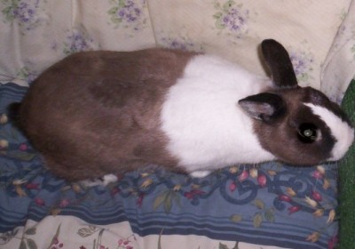 Our Bunny - Here is a picture of Mr. Bobbers, our bunny