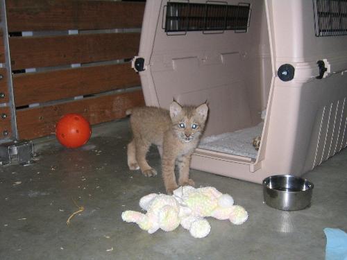 baby canada lynx - This is a 10 week old Canada Lynx. He has been hand raised to be part of educational programs at a zoo. Wild animals do NOT make good pets.