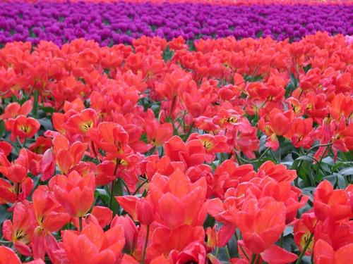 Flowers - enrichin experience