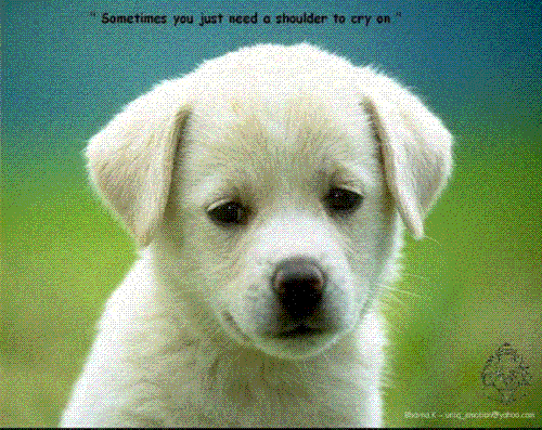 Puppy - A lovely puppy looking at you with love and affection.