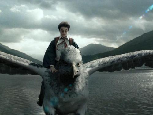 Hippogriff - Harry on Buckbeak