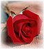 flowers - red rose