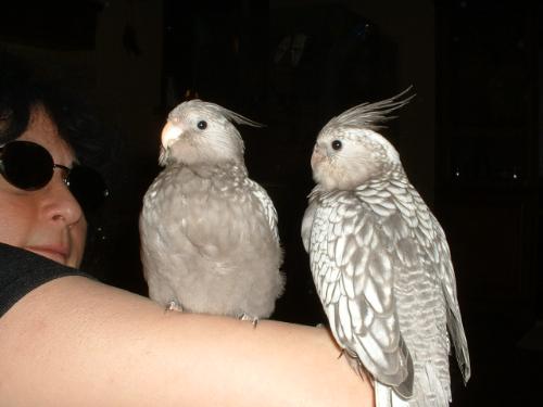 my birds - these are my cockatiels