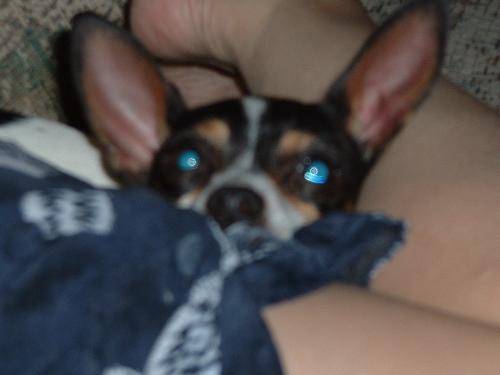 the mouse - my lil doggie