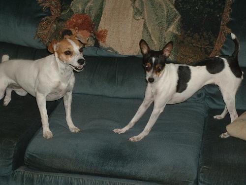 terriers playing - dogs playing