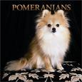 My Dog.... - pomeranina dogs are very cute in nature and lovable by all.  it is very quite and respect your commands