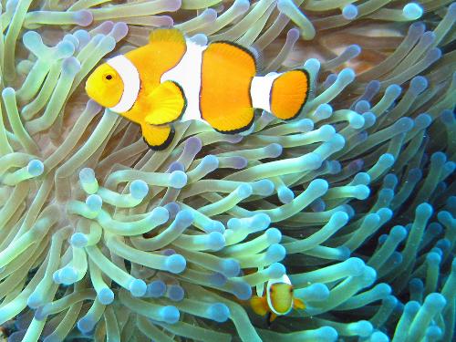 Clown Fish - I found this public domain image online of a Clown Fish. I've always found pictures of fish calming.