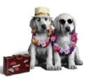 new couples - pet dogs