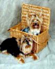 pet shell - pet dogs