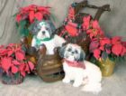 doubles - little pet dogs