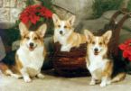 triplets - pet dogs