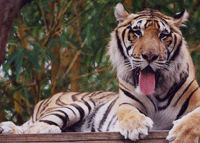 tiger - i am very hungry and thirsty. you have some food?