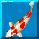 sakura ogon - sakura ogon