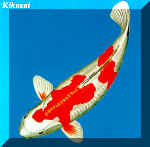 kikuzui - kikuzui