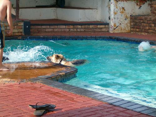 Fun in the pool with Max - Max was my cousins dog, Max being short for Maxine, she absolutly loved the water, and if anyone would go swimming, it would not be complete till the dog jumped ontop of you and had a go at racing you up and down the pool.