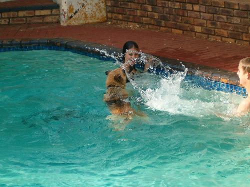 Fun in the pool with Max 2 - Max was my cousins dog, Max being short for Maxine, she absolutly loved the water, and if anyone would go swimming, it would not be complete till the dog jumped ontop of you and had a go at racing you up and down the pool.